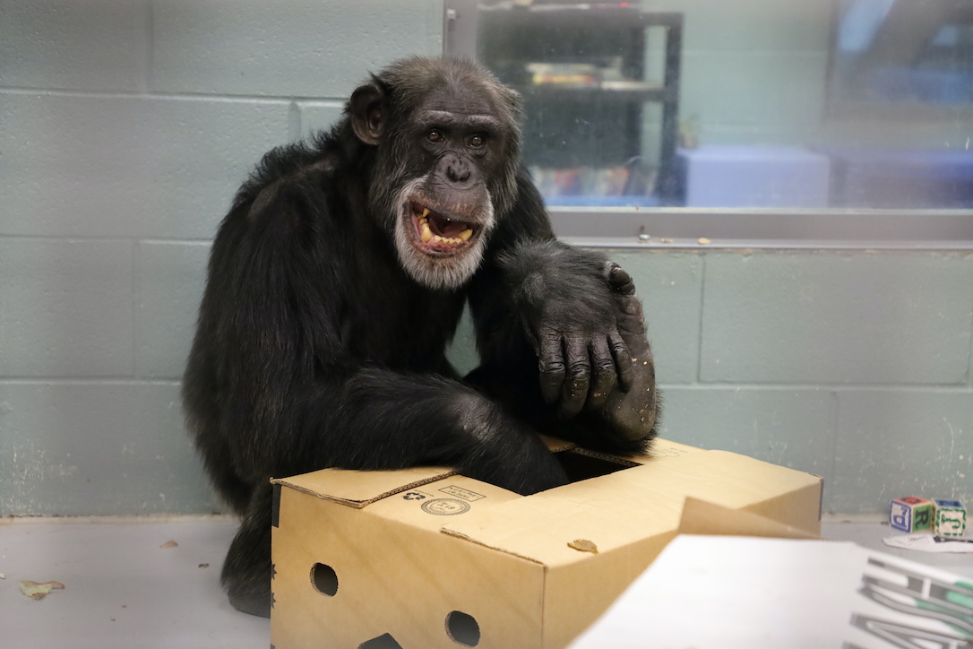 Chimpanzee Sanctuary Northwest tweet media