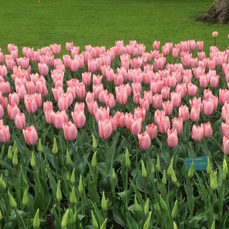 แล้วคุณจะเบ่งบานในสักว้นนึง 🌷