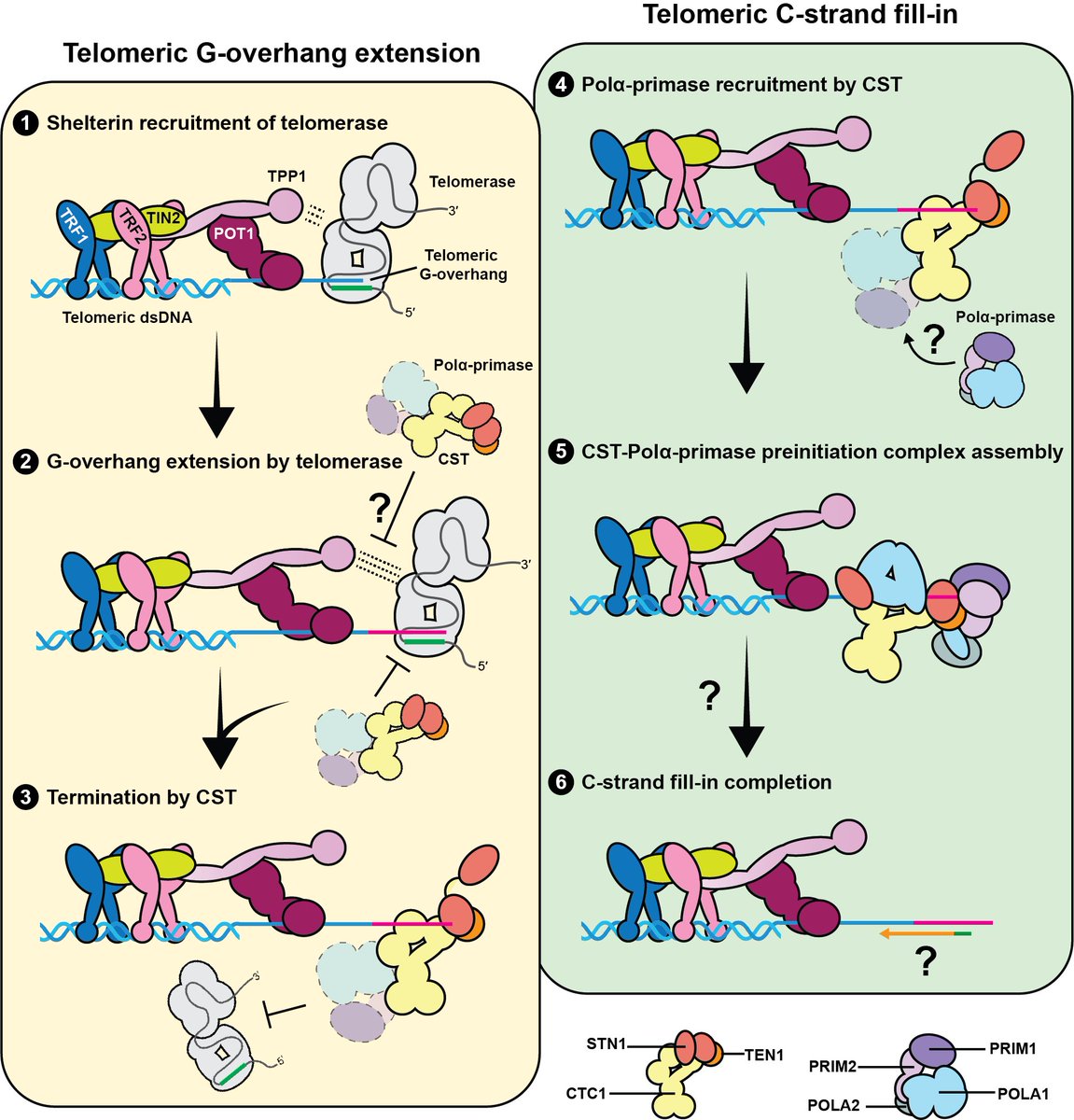 Ci Ji Lim (@cijilim) on Twitter photo <a href="/QixiangHe/">Qixiang He 贺琦翔</a> & I wrote a review on the human telomere C-strand fill-in mechanism in <a href="/TrendsBiochem/">Trends in Biochemical Sciences</a>. We covered recent advancements in the CST-Pola-primase C-strand synthesis process and posed key questions for the field's future: authors.elsevier.com/a/1hb3t3S6GfMl… <a href="/QixiangHe/">Qixiang He 贺琦翔</a> & I wrote a review on the human telomere C-strand fill-in mechanism in <a href="/TrendsBiochem/">Trends in Biochemical Sciences</a>. We covered recent advancements in the CST-Pola-primase C-strand synthesis process and posed key questions for the field's future: authors.elsevier.com/a/1hb3t3S6GfMl…