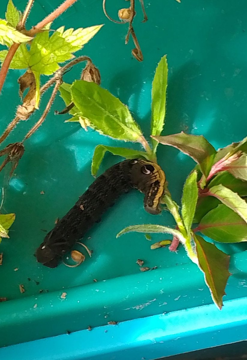 Spotted this little elephant hawkmoth caterpillar when I was out in the garden (Greater Manchester) this afternoon. Thought it looked a bit lethargic so I gave it some willowherb & fuchsia leaves - tucked into them straightaway! 😊 @WildlifeTrusts @Lancswildlife #elephanthawkmoth