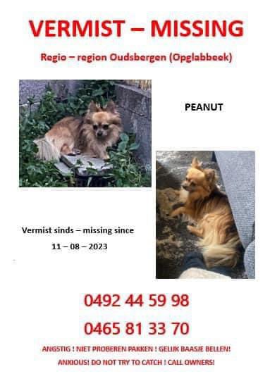 VERMIST - PEANUT - OPGLABBEEK

MISSING - PEANUT - OPGLABBEEK - SENTOWER

PERDU - PEANUT - OPGLABBEEK - SENTOWER