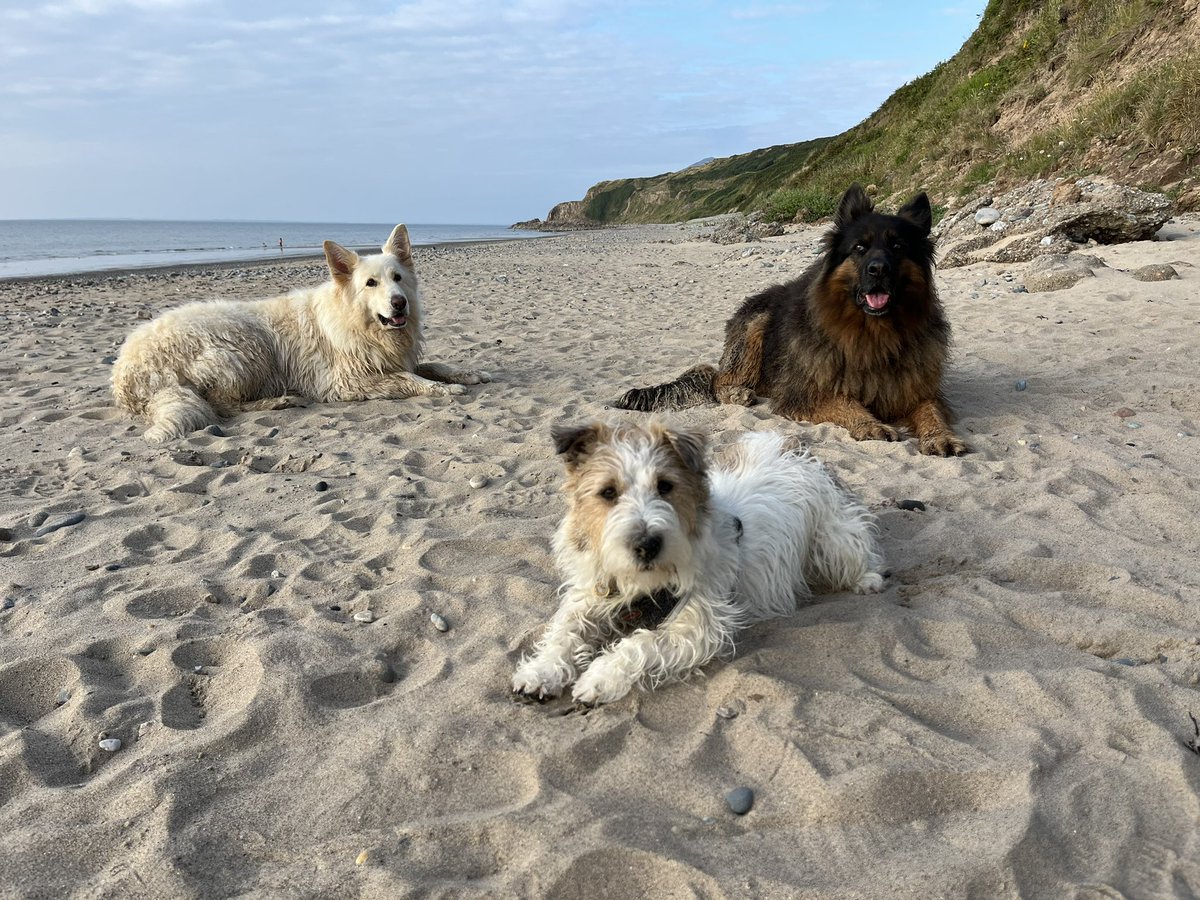 bethhug8's tweet photo. @AldiUK This is Pip, small Jack Russell with a huge personality. https://t.co/mehppShe4J