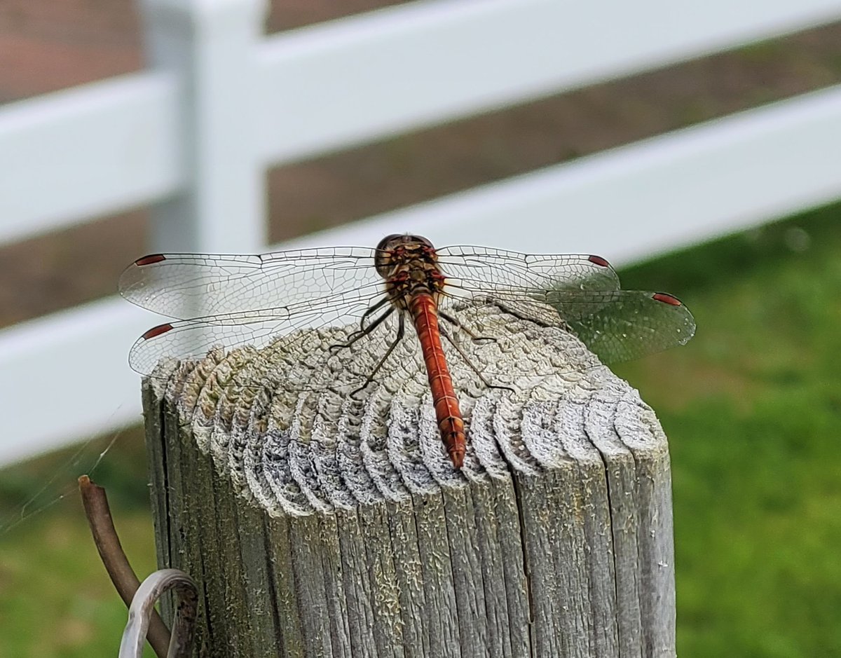 Common Darter landed on the washing line post at the caravan, cool to get close enough for a phone pic 👍😊