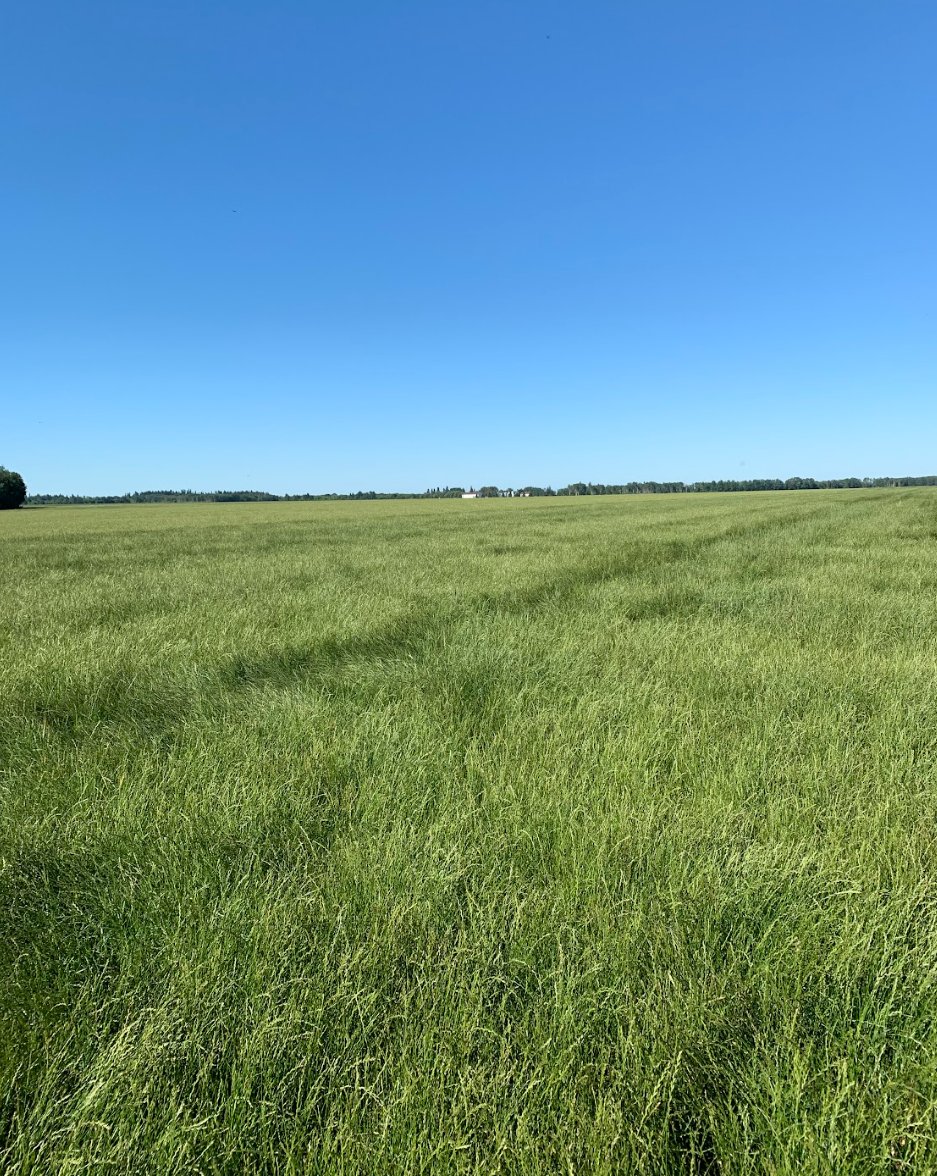 Imperial Seed tweet media