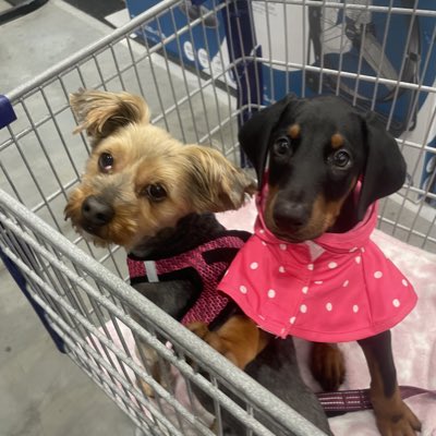 abbyharrold_'s tweet photo. #NewProfilePic https://t.co/zqLSdiGabG