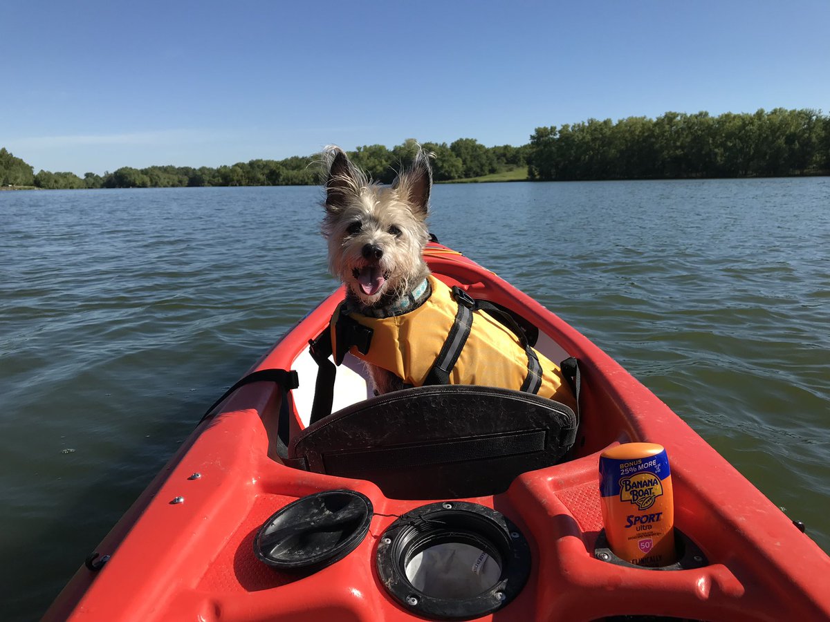 Devildog2060's tweet photo. @wsyx6 I adopted him six years ago out of the shelter. He’s a Heinz 57 and Yorkie.  😋 https://t.co/aR9fK6Of9p