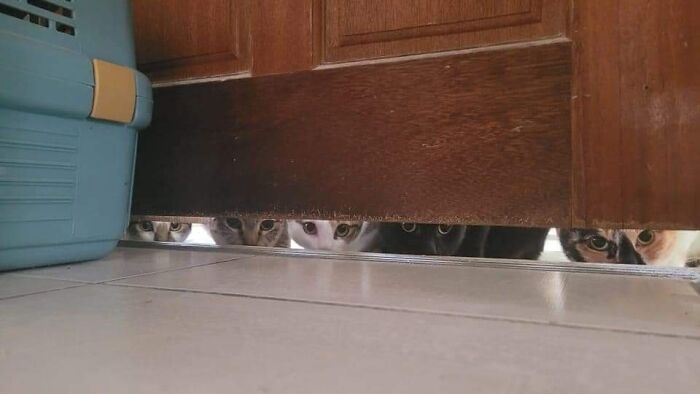 BichinhosFB's tweet photo. Estou me sentindo vigiado https://t.co/lAI8X2biuC