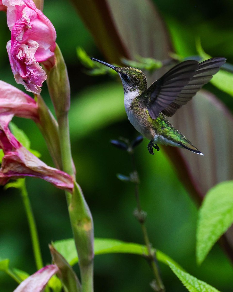 Hummingbird lover 🥰🥰