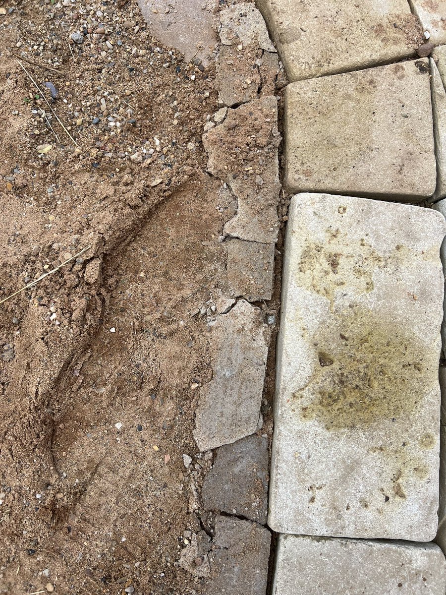 GKWilsonGardens's tweet photo. SHOCKING ….. Limestone setts laid unbound, perimeter border not laid on an edge beam or mortar bed, weak haunch mix that’s already breaking up (zero suprise there) and no sub-base ….. #expertwitness #landscapingexpert #gardenexpert #landscapingexpert #contractorissues https://t.co/ZWCU8b7ZvM
