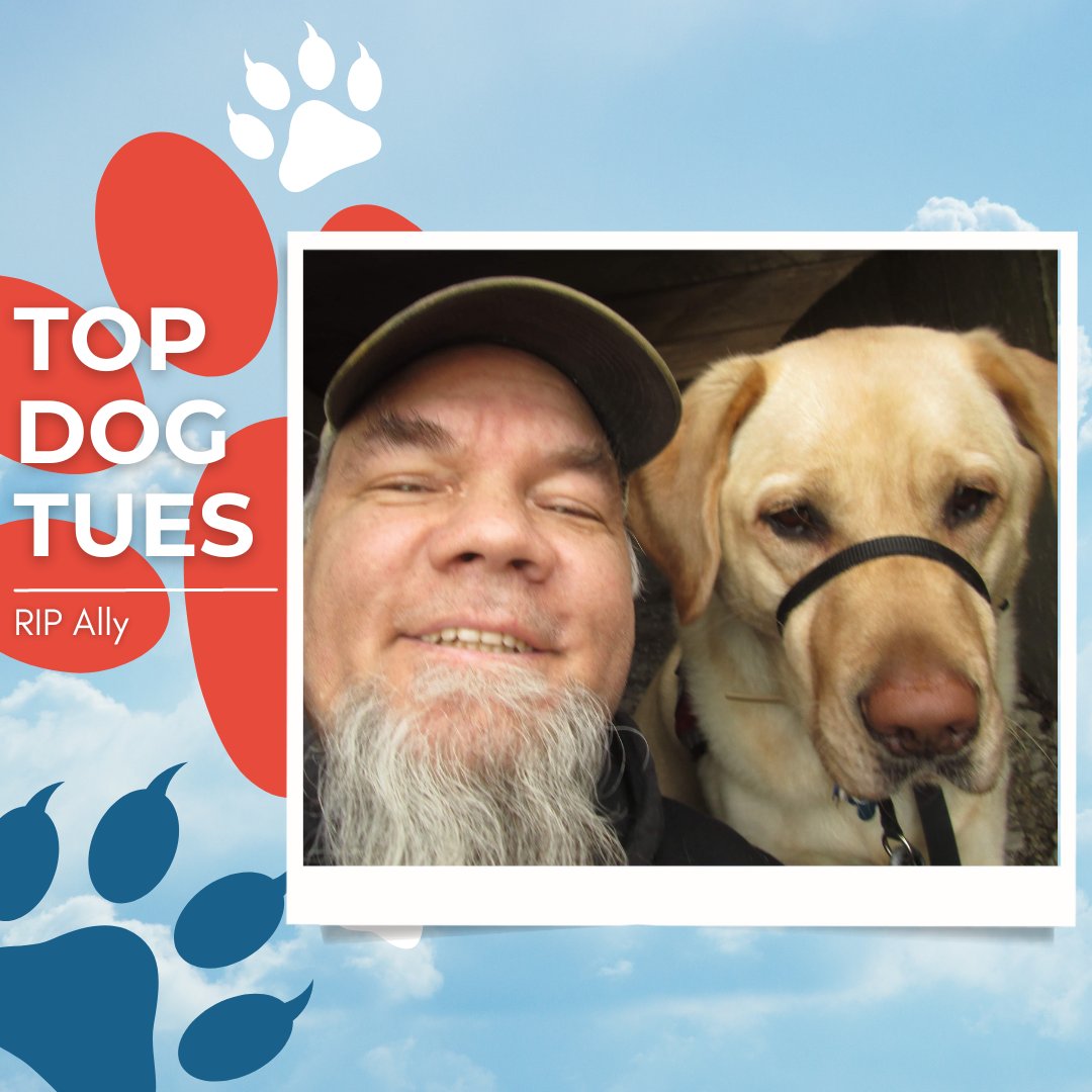 TADSAWinc's tweet photo. #TopDogTuesday goes to Ally, whose handler Ed informed us that Ally has passed away earlier this year.
In loving memory of Ally, a dedicated service dog who touched countless lives through his service with TADSAW. Rest in peace, dear Ally. https://t.co/WUVmnqmCVS