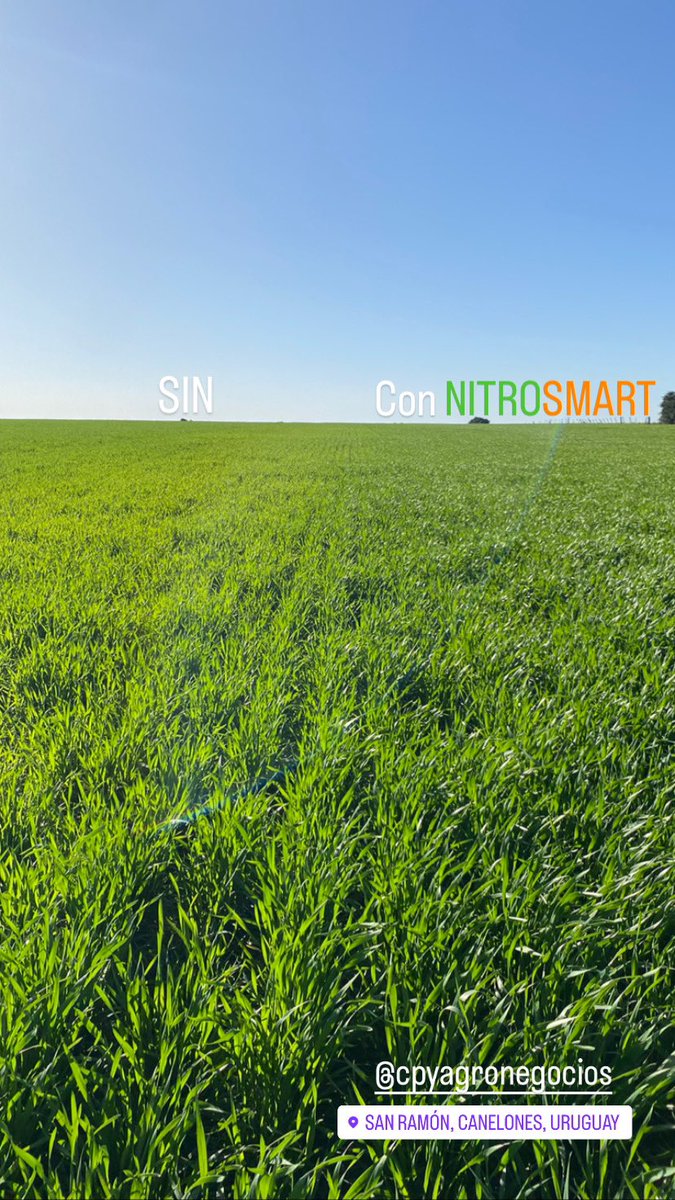 facundoborges18's tweet photo. Otra muestra de NITROSMART.
Baja notoriamente el costo por hectárea, independencia total de las lluvias y una facilidad logística tremenda, a esto se le suma no seguir acidificando los suelos que ya es problema en muchos sitios limitando la disponibilidad de nutrientes. https://t.co/LxppqFY1jX