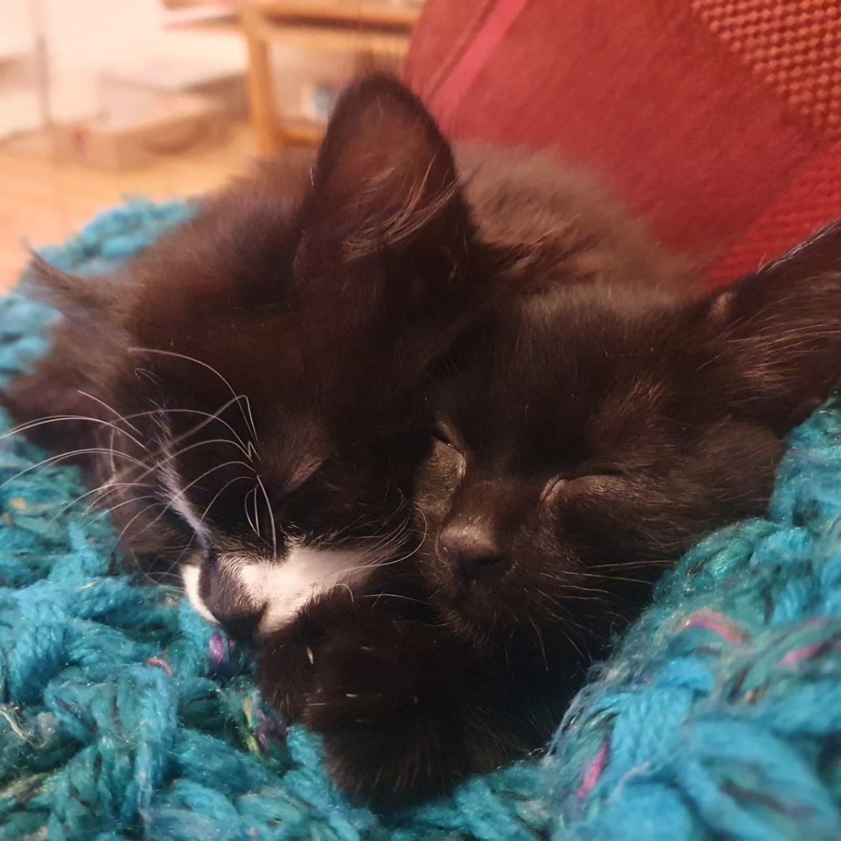 What better way to celebrate the end of my 2nd year review meeting than the floofiest of lovehearts... bring on the final 15 months of the PhD... I'm not scared at all... 😳
#phdlife #CatsOfTwitter #AcademicChatter #AcademicTwitter #phdchat