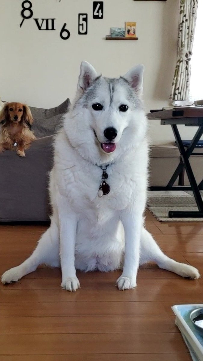 …いや
お座りのクセがつよい🐺
#開脚ハスキー
#シベリアンハスキー
#後ろにひっそりダックスさん
#福岡犬民