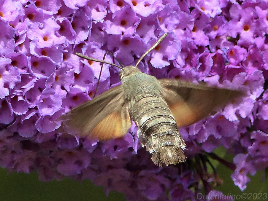 HEBBES!  De #Kolibrievlinder (#MacroglossumStellatarum). 😉