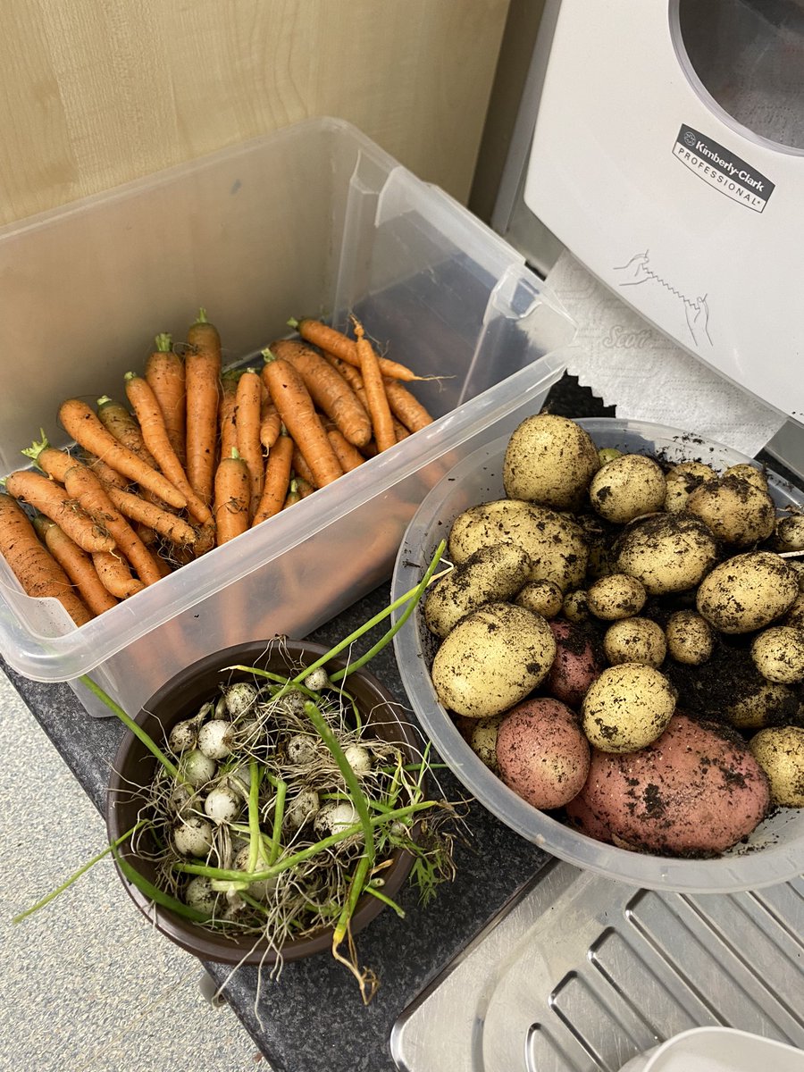 Bountiful harvest from our wee quad planter. 🥕 🥔 🧅