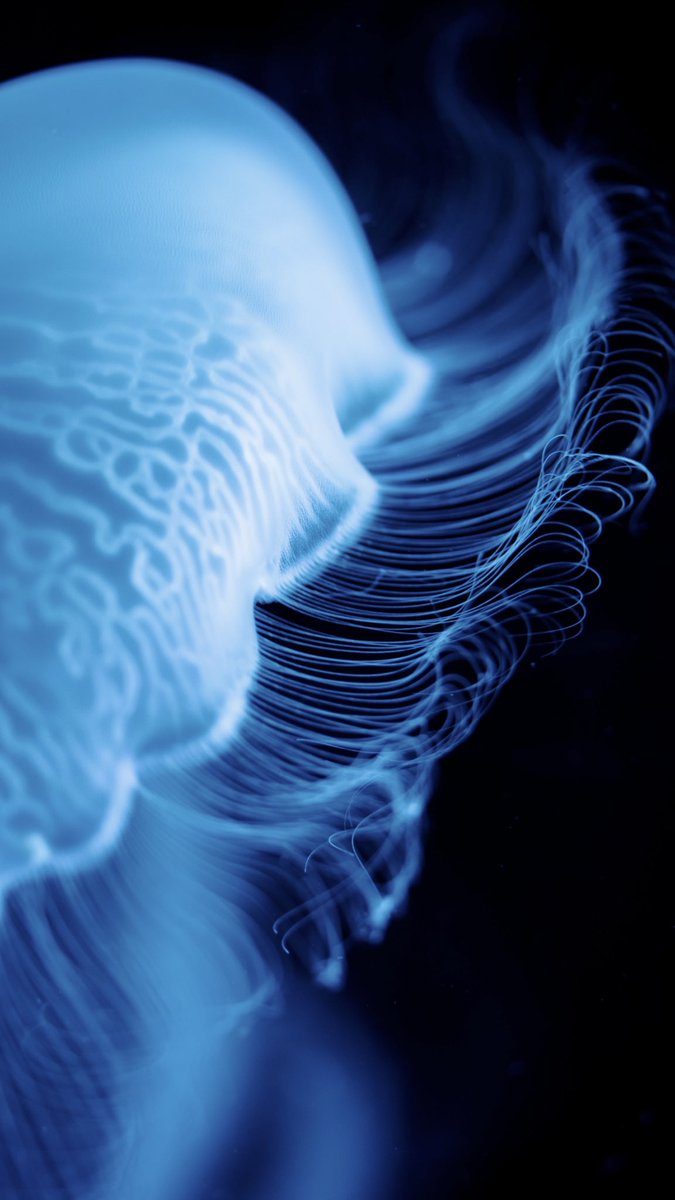 jellyfishisms's tweet photo. moon jellyfish's closer details . . . ♡ https://t.co/EeBZzKfQee
