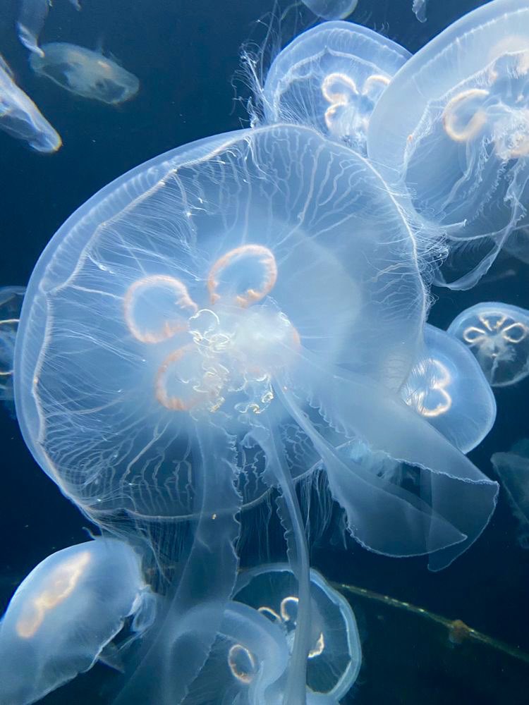 jellyfishisms's tweet photo. moon jellyfish's closer details . . . ♡ https://t.co/EeBZzKfQee