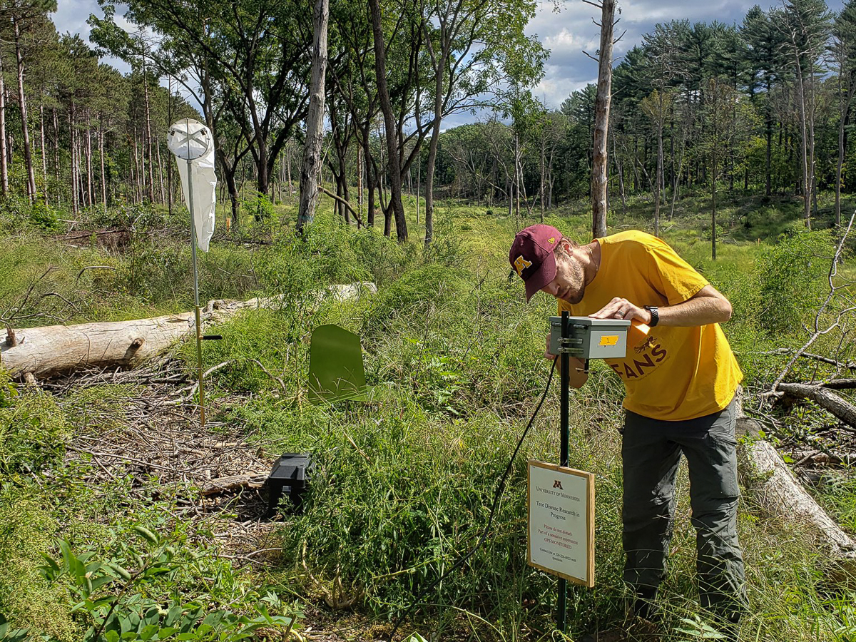 Robert Blanchette's lab at @CFANS is focused on developing novel tools to proactively detect & manage deadly, invasive plant pathogens before they can rip through MN forests, in hopes of preventing another Dutch elm disease-style outbreak. @UMNMITPPC mitppc.umn.edu/news/front-lin…