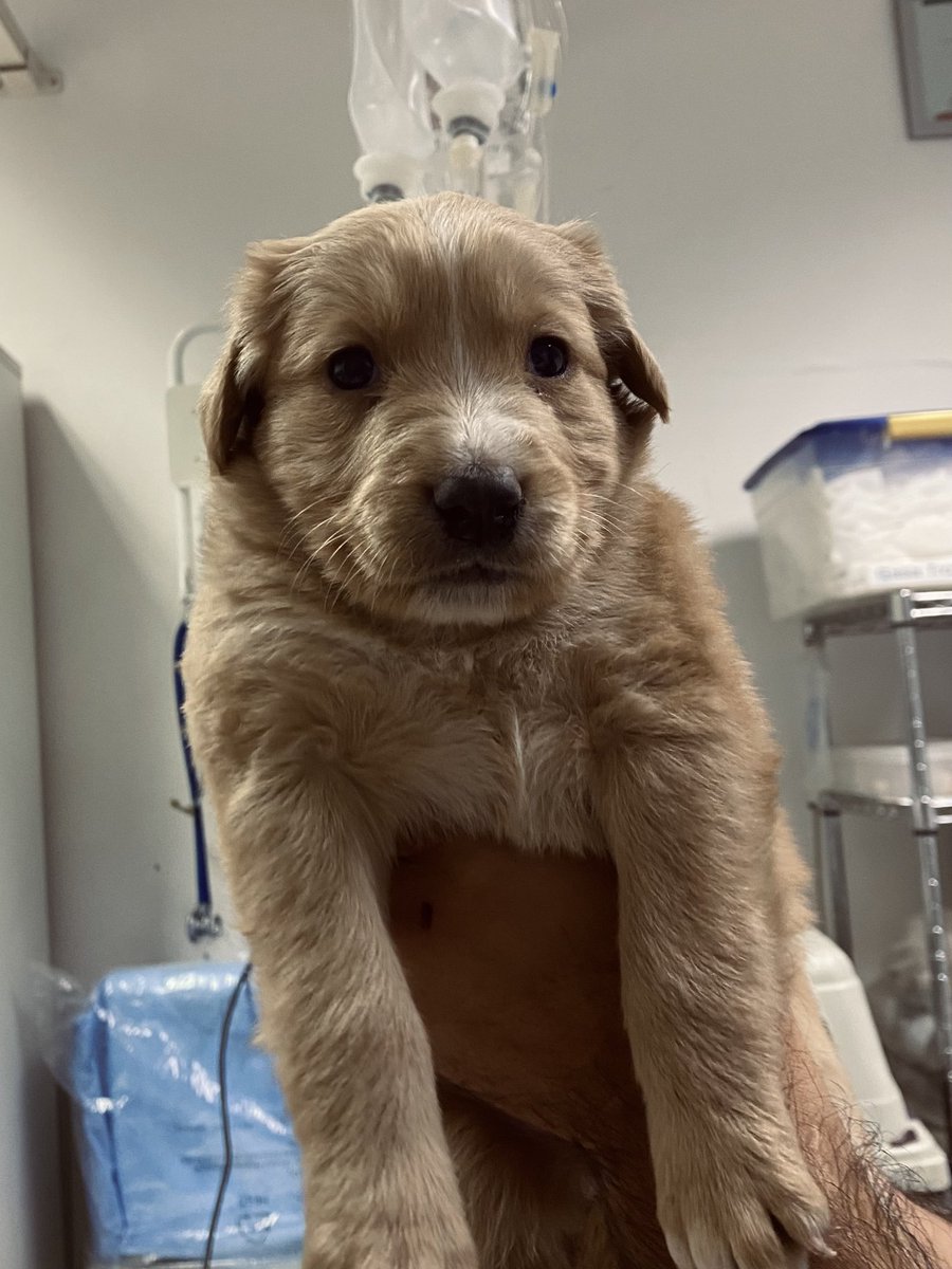 adopciones_cba's tweet photo. Bebitos en adopción 🐶
Si queres adoptar, escribinos por MD 🥰
Ayúdanos compartiendo 🙏🏼
#adoptarsalvavidas @VivireNuevaCba @yo_nva https://t.co/Jq5AWiajtn
