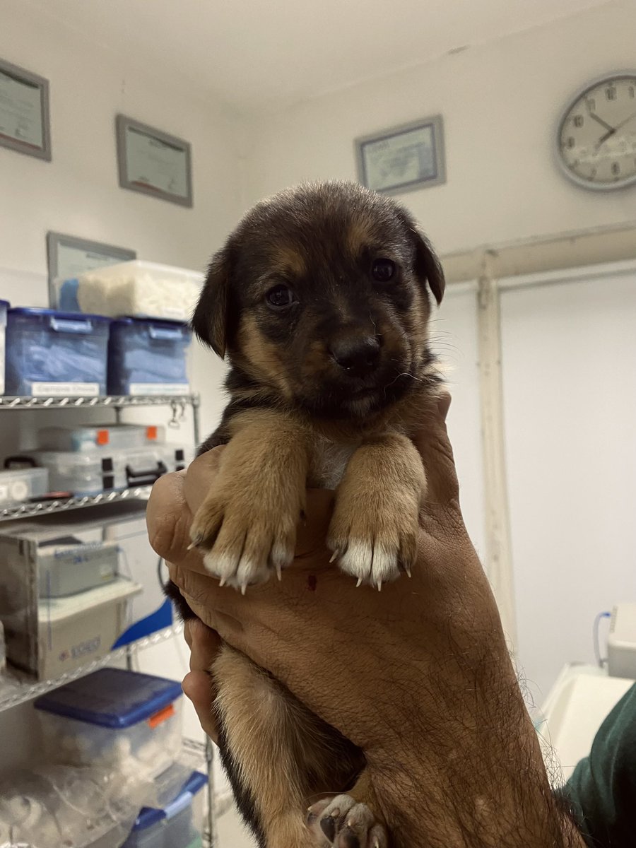 Bebitos en adopción 🐶
Si queres adoptar, escribinos por MD 🥰
Ayúdanos compartiendo 🙏🏼
#adoptarsalvavidas <a href="/VivireNuevaCba/">VivirenNuevaCórdoba®</a> <a href="/yo_nva/">YoVendoNvaCba</a>