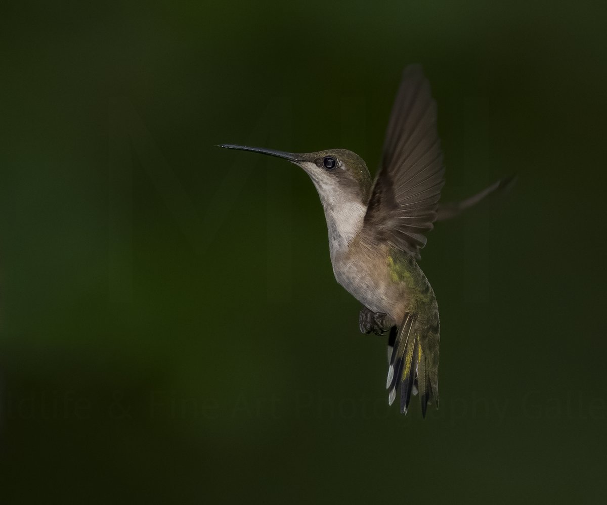 Outta here | ruby throated #Hummingbird 
recommend a click. Light and Peace

#TwitterNatureCommunity 
#twitternaturephotography
#BirdsOfTwitter 
#nature
#NaturePhotography 
#NatureBeauty #wildlifephotography #wildlifeconservation