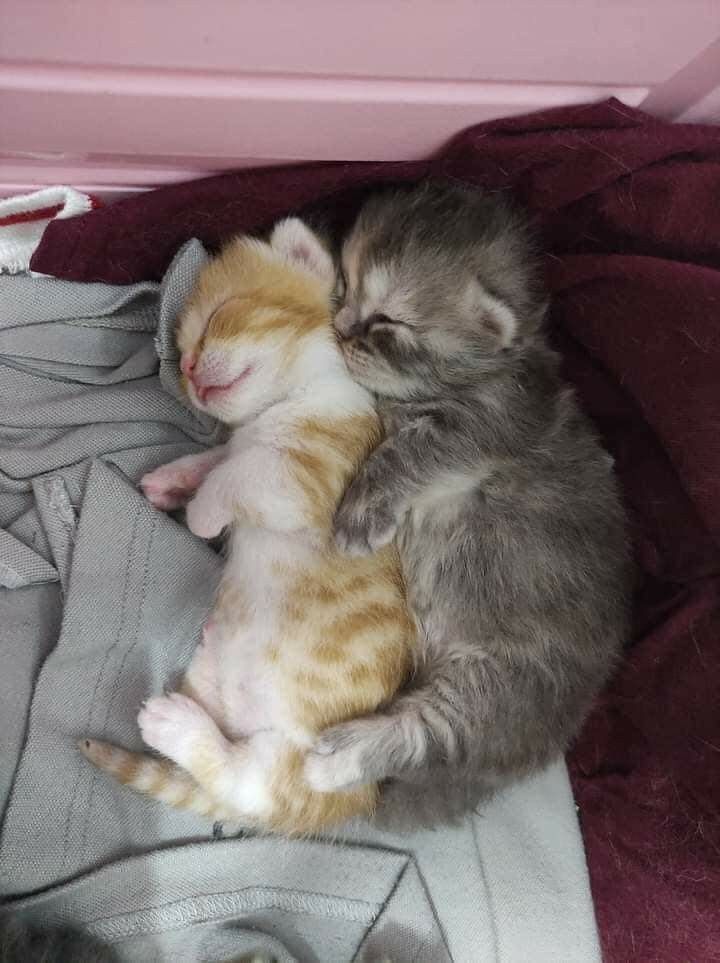 O tal pai de gatos! Fleur e Tiggs ❤️