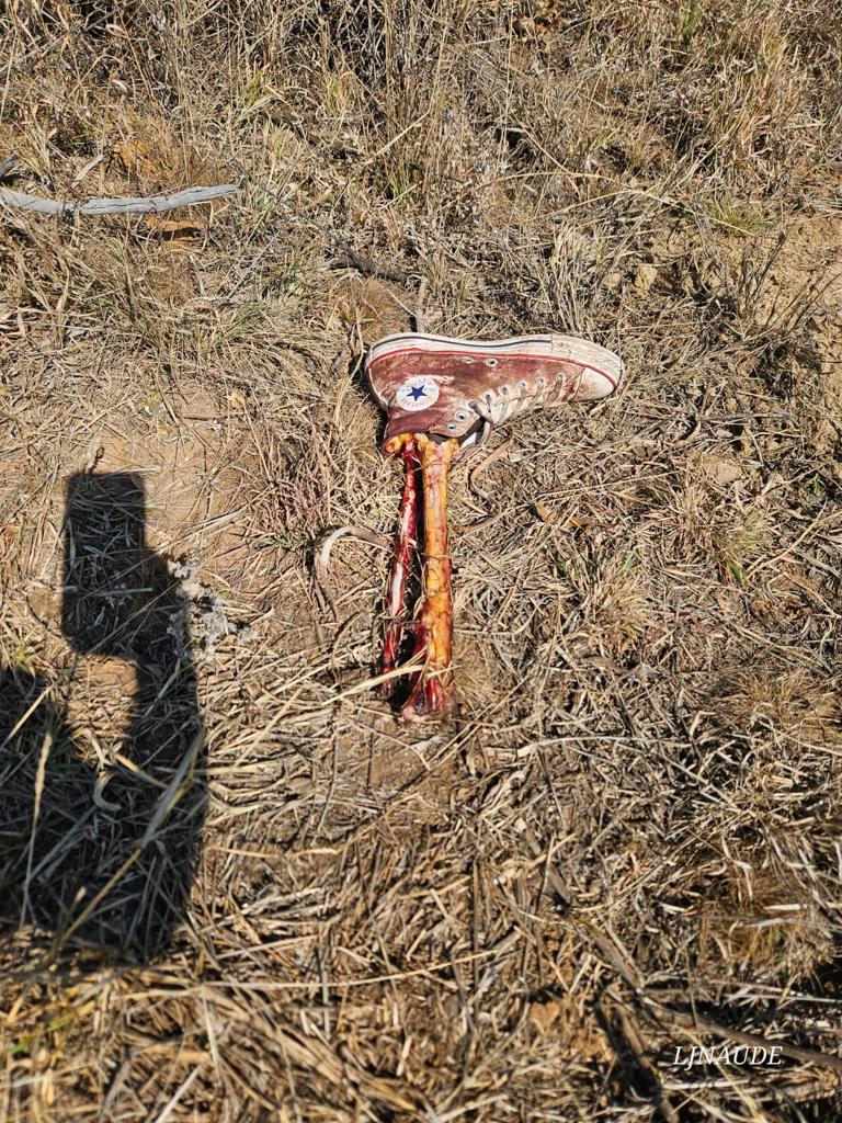 _ArriveAlive's tweet photo. Not for sensitive viewers! Important pedestrian warning  - Stop Rhino Poaching!! It is Illegal and Dangerous! https://t.co/NP0loLhkAM #ArriveAlive #PedestrianSafety @SANParks @SAPoliceService https://t.co/xJCB22rU8H