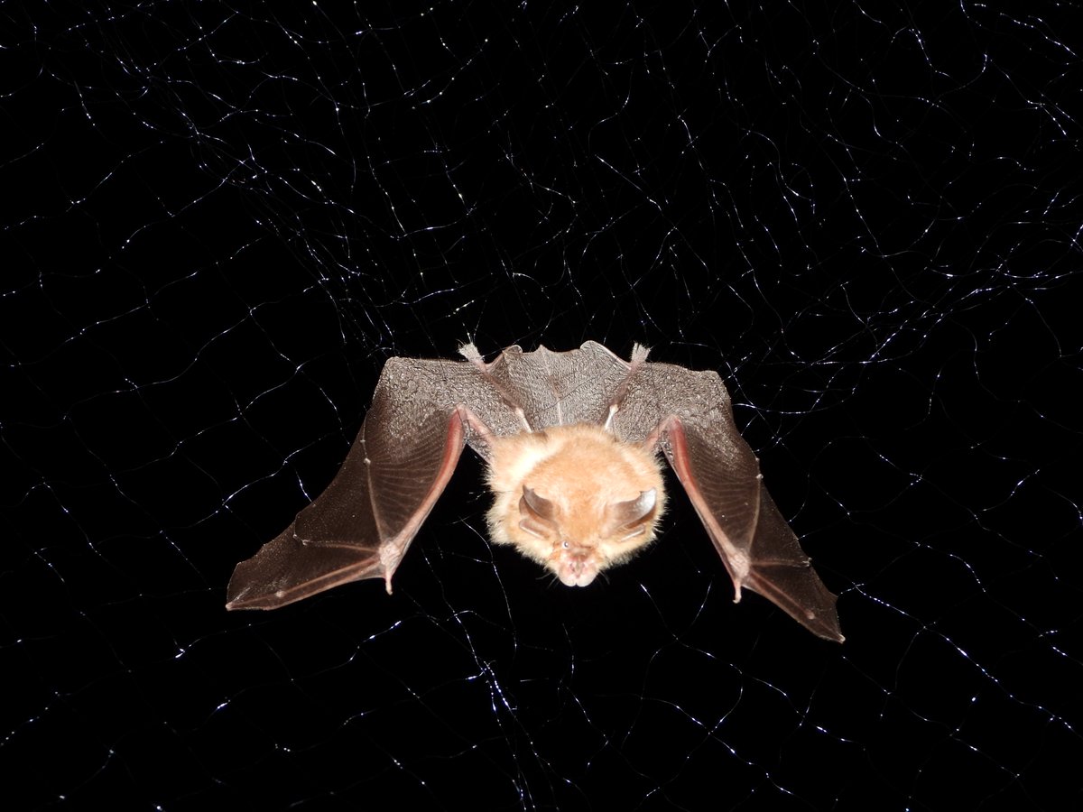 PPNEA's tweet photo. Unveiling Albania's Bats: 11 Species Identified, 2600 Individuals Counted, and Key Colonies Found in Prespa National Park. PPNEA team conducted monitoring in 20 locations, utilizing specialized mist nets, followed by identification through Bat detectors.   #PrespaNet https://t.co/EgchGnCg7p