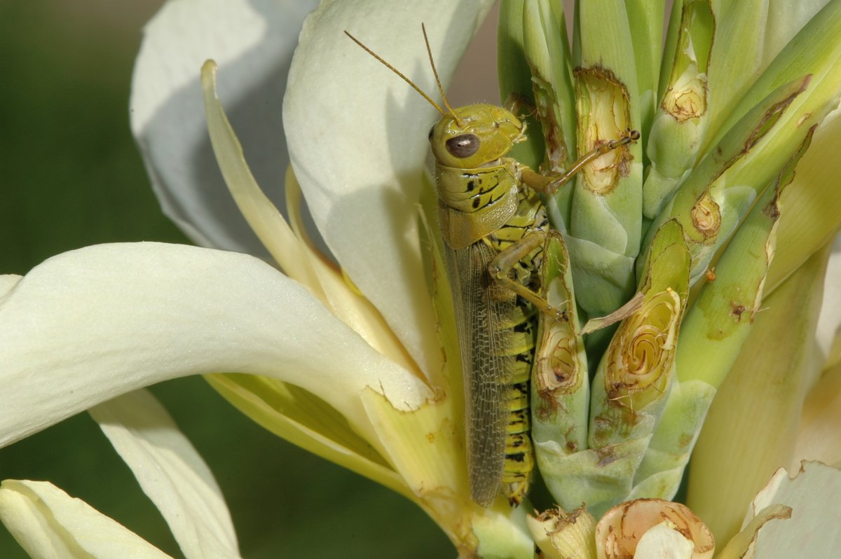 Entomology alum and current UMN extension professor, Dr. Anthony Hanson, talked with CBS MN about the cause and problems that have come with the growing number of grasshoppers seen in MN. Watch the full interview at z.umn.edu/8tfp