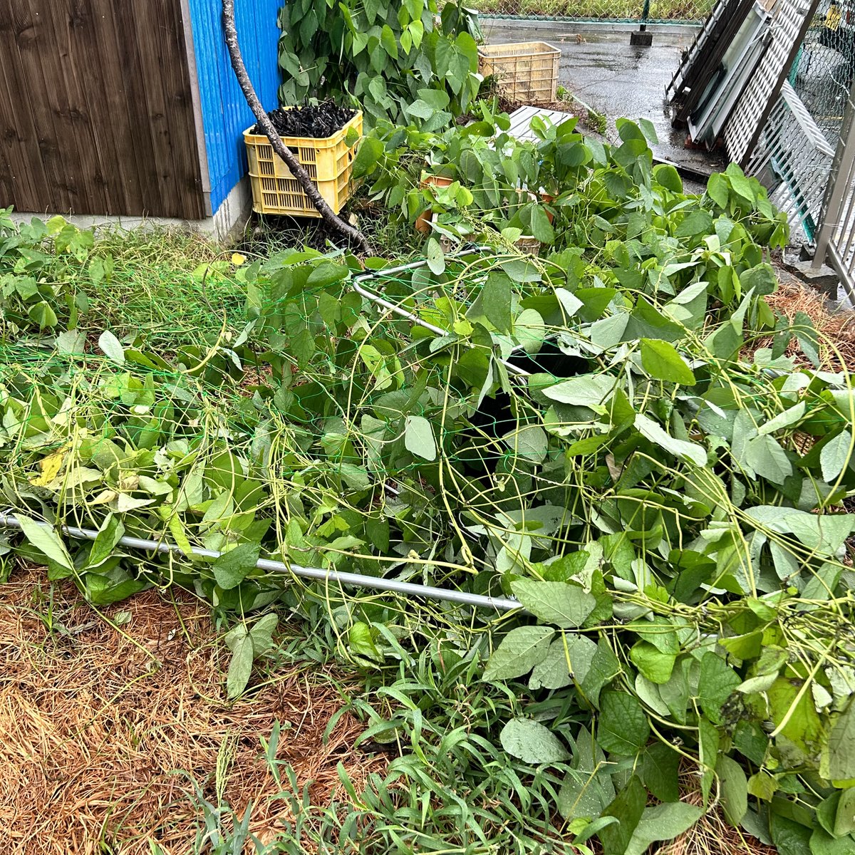 takabayashi1962's tweet photo. いやぁスゴイ風やった。ウチらの地域は、雨は大したことなかったけど、やられてしまった。駐車場の野生ムクナの網が 倒れてしまった。倒れないように縛ってたけど甘かった。とりあえず立て直したけど、元気に育つかなぁ？ 台風被害、いろいろあるけど、「むくな豆茶」のんで、元気出して、がんばろう！ https://t.co/OcP1hJjqHU