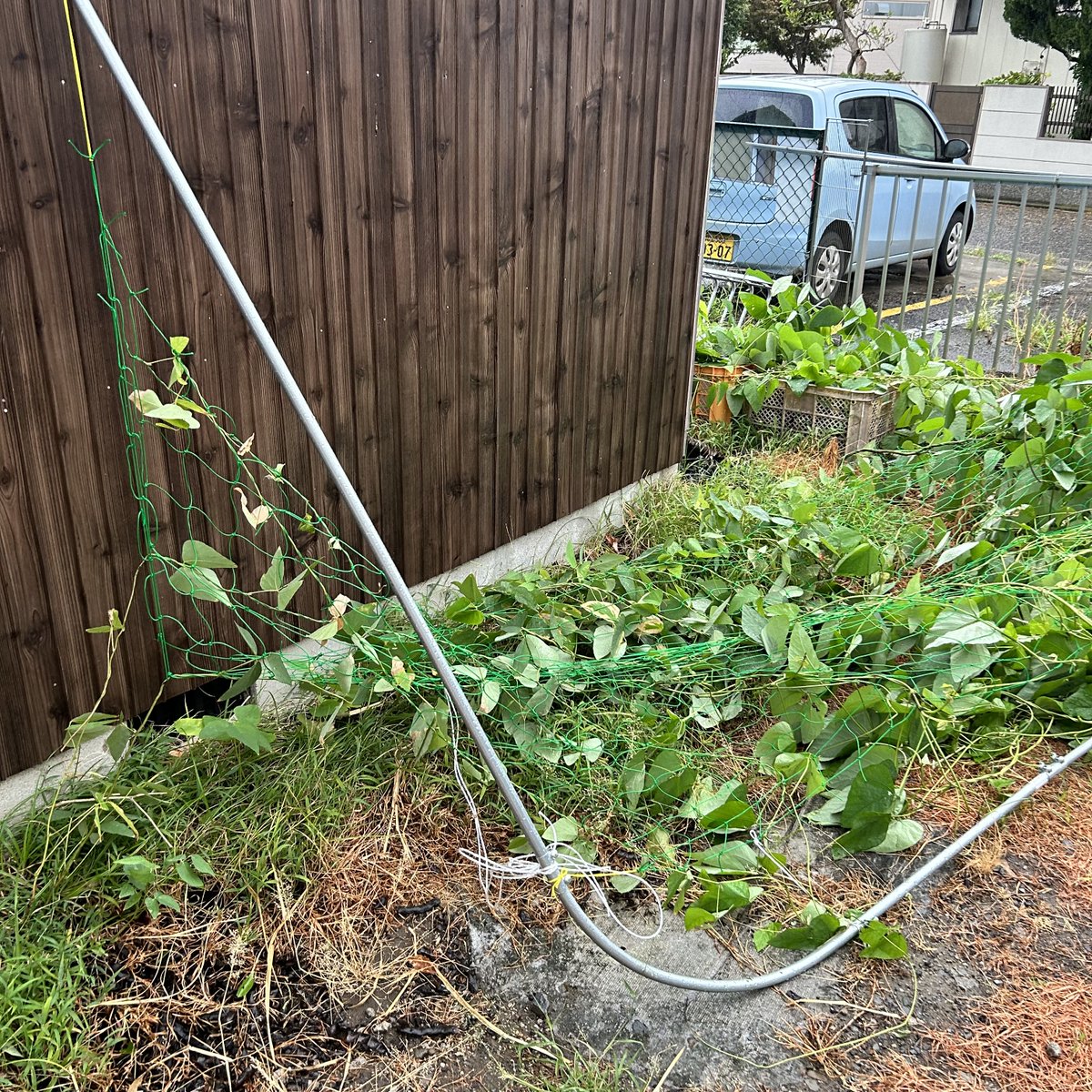 takabayashi1962's tweet photo. いやぁスゴイ風やった。ウチらの地域は、雨は大したことなかったけど、やられてしまった。駐車場の野生ムクナの網が 倒れてしまった。倒れないように縛ってたけど甘かった。とりあえず立て直したけど、元気に育つかなぁ？ 台風被害、いろいろあるけど、「むくな豆茶」のんで、元気出して、がんばろう！ https://t.co/OcP1hJjqHU