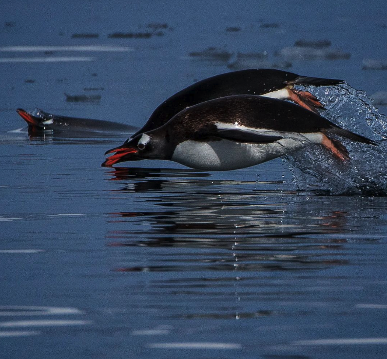 iaato_org's tweet photo. #AntarcticTreaty Parties come together once a year at the Antarctic Treaty Consultative Meeting (ATCM). As an invited Expert since 1994, IAATO supports #ATCM by providing expert advice.
©️ @rodrigotapiawildlifephoto
#weareiaato #responsibletravel #peaceandscience https://t.co/8kyPsy8Klh