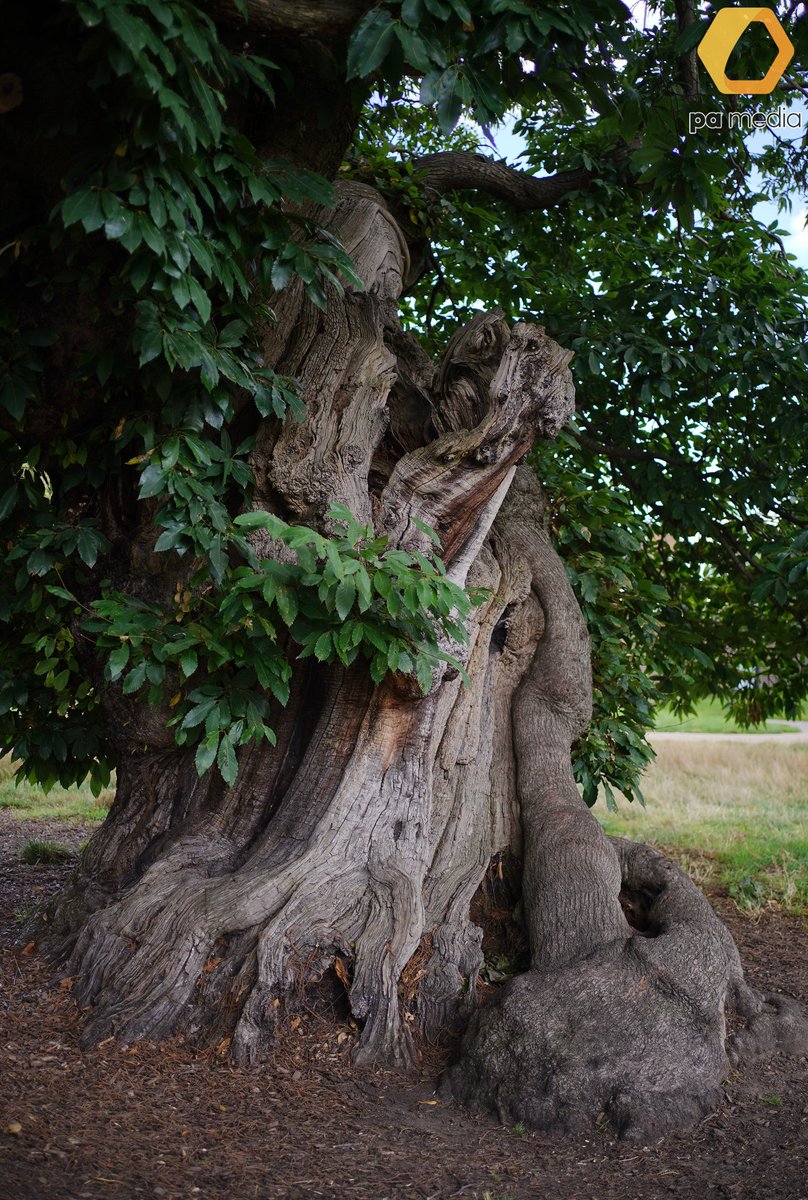 A sweet chestnut tree - planted at the request of King Charles II, and thought to be around 360 years old - in Greenwich Park, London, which is one of the 12 shortlisted trees in the @WoodlandTrust's tree of the year competition. #TreeOfTheYear #UrbanTrees #Environment