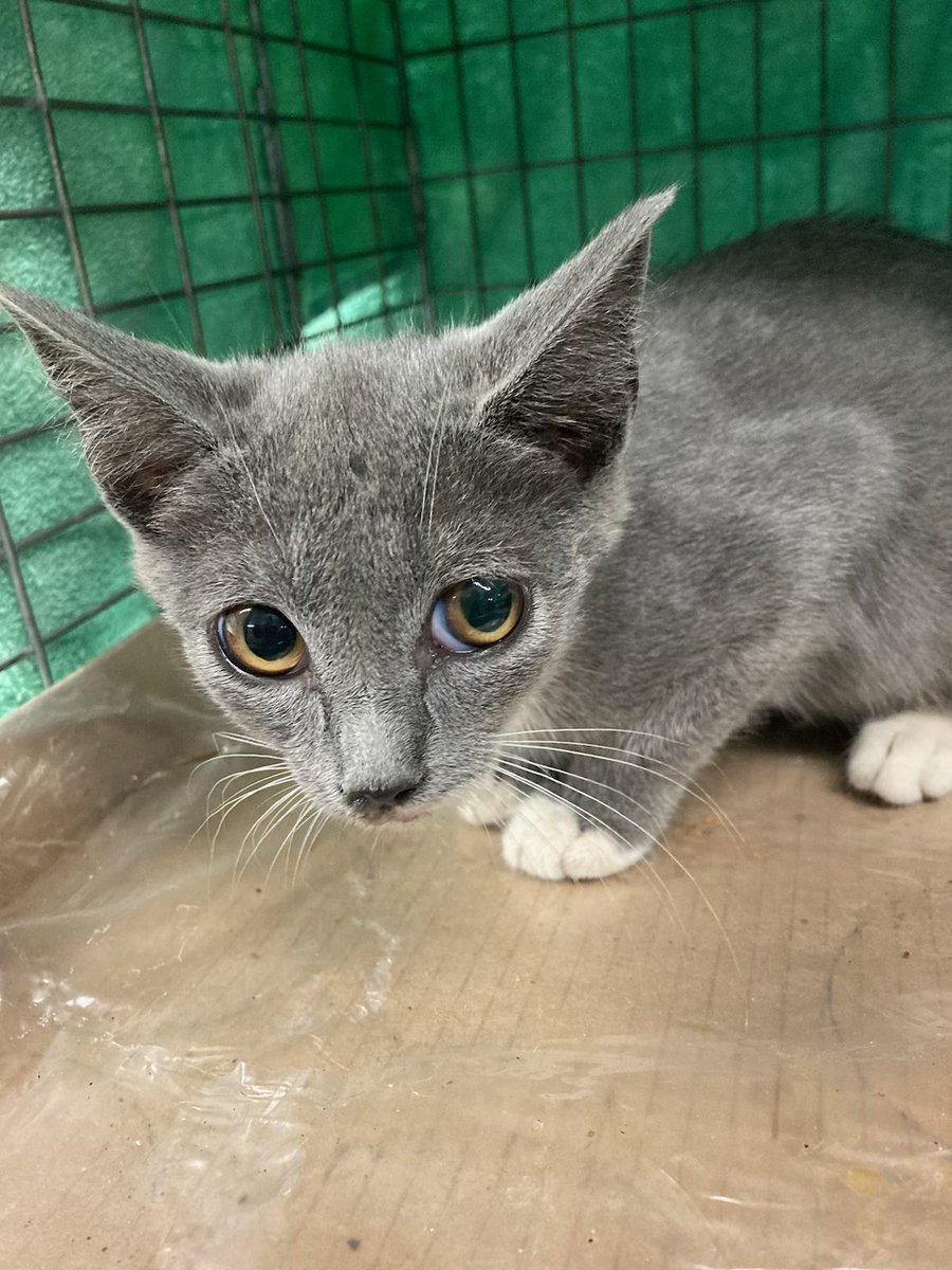 SpaySpa's tweet photo. Remember we mentioned how seven of the cats from the 40+ mega-colony we TNR’ed were kittens? Well, they’re at Anne Arundel County Animal Care &amp; Control (@AACAnmlCareCtrl) now looking for happy indoor homes… but they need your help to find loving families! RT to spread the word! https://t.co/dySKN34B63