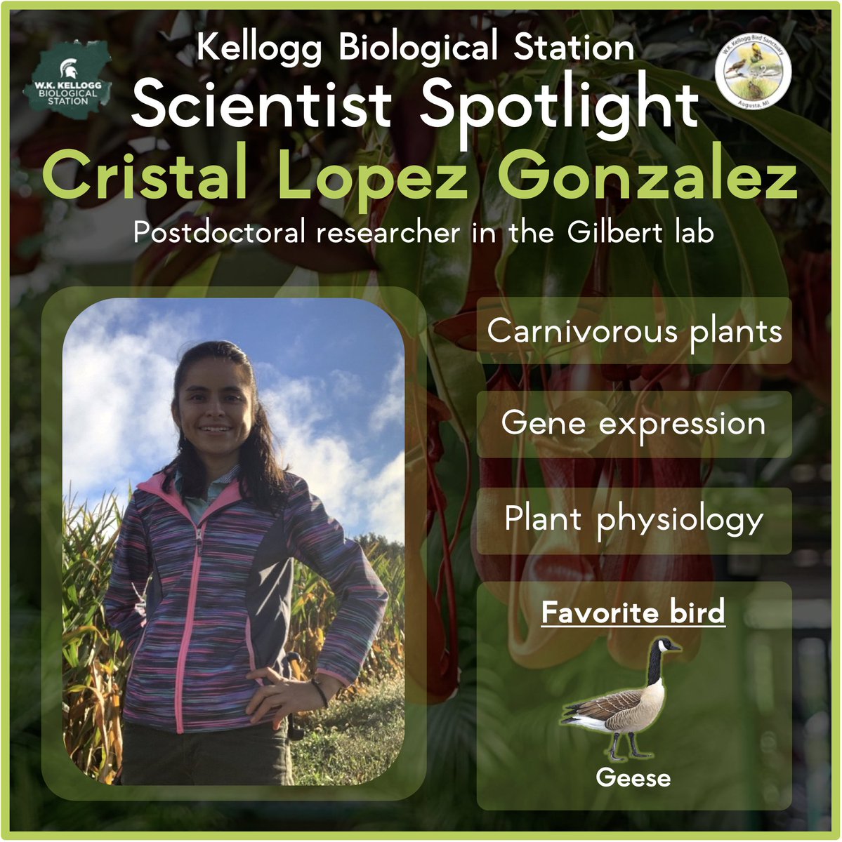 KelloggBirdSanc's tweet image. Meet Cristal, a postdoc researcher at #MSUKBS! 👋 🧬 Cristal studies the carnivorous, insect-eating pitcher plant Nepenthes. She investigates how the plant uses its genes to adjust its own pH in response to the surrounding environment.