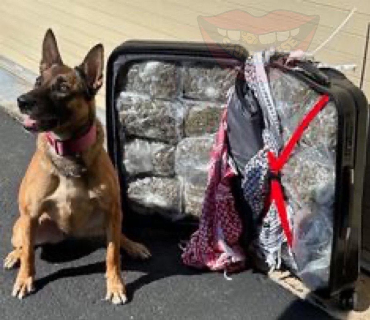 SaycheeseDGTL's tweet photo. 18 pounds of weed was found at the Orlando Airport baggage claim. Police are asking for the owner to come pick up the weed at the lost &amp; found. https://t.co/hpPpfuaIci