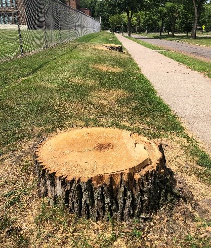 Encourage your city, tribal leaders or nonprofits to apply for these grants and take action for a greener, more sustainable future. Let's grow together! mndnr.gov/communityfores…