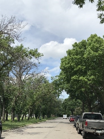 Check out our recorded webinar on our community grants programs!  Nonprofits, tribes &amp; local gov’t welcomed to apply to our ReLeaf Grant! $16m available in competitive grants for our community forests mndnr.gov/communityfores…