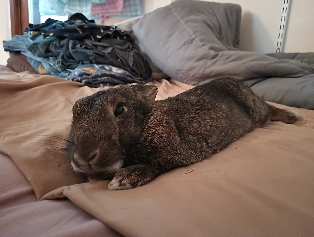 Apparently both of these animals are classified as "rabbits"...