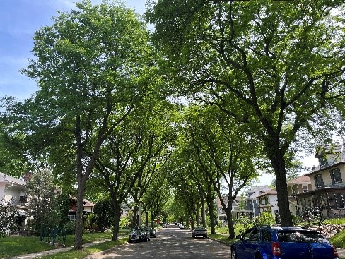 Minnesota Forestry tweet media