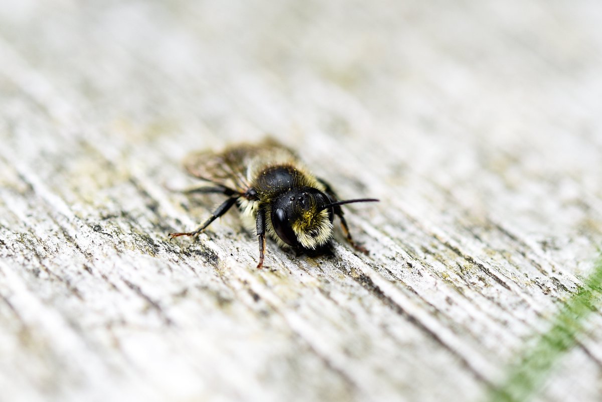 The_BeeGirl's tweet photo. Male Leafcutter Bee just hanging out on The Bee Sanctuary of Ireland.
#bees 
#leafcutters 
#wild 
#nature 
#sanctuary 
#NatureReserve 
#Wicklow
#Ireland 
#organic 
#veganic https://t.co/cryDaSFlkM