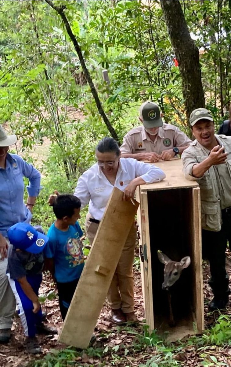 En Sierra Morena, Reserva de la Biosfera La Sepultura, en colaboración con SEMARNAT, CONANP y PROFEPA, liberación de venado cola blanca para la remediación de El Zapotal. Los recibió una comunidad ejemplar en el Centro Ecoturístico El Roblar.