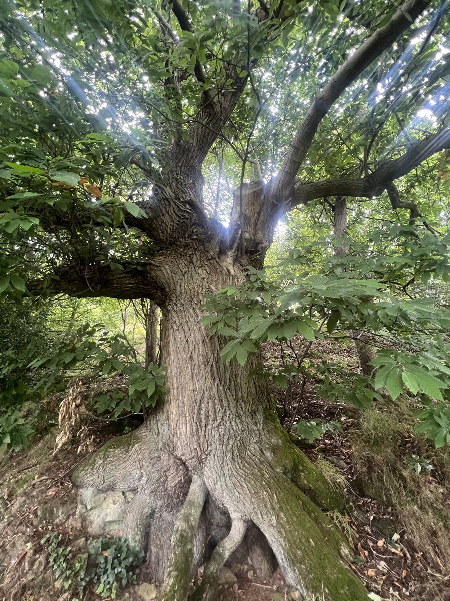 JosieAllan4's tweet image. Zeb n I taking a quick walk up a hill. 🌿👍☀️☀️🌈
#magictrees #magichills #magicskies

Blackberries taste sweeter up here.