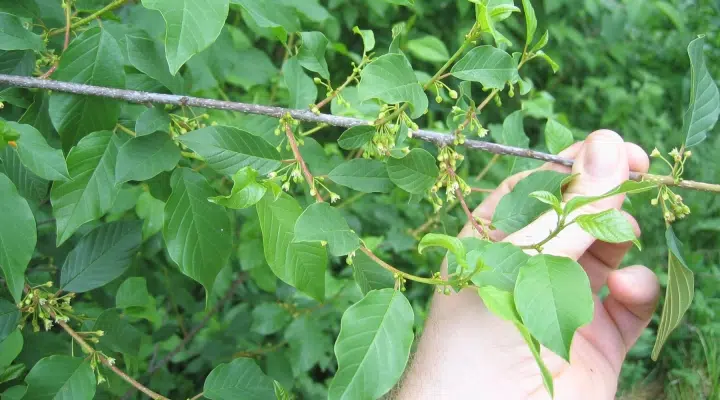 Family forest landowners have a very strong preference for mechanical control methods, although they are more expensive and less effective
morningagclips.com/what-motivates…