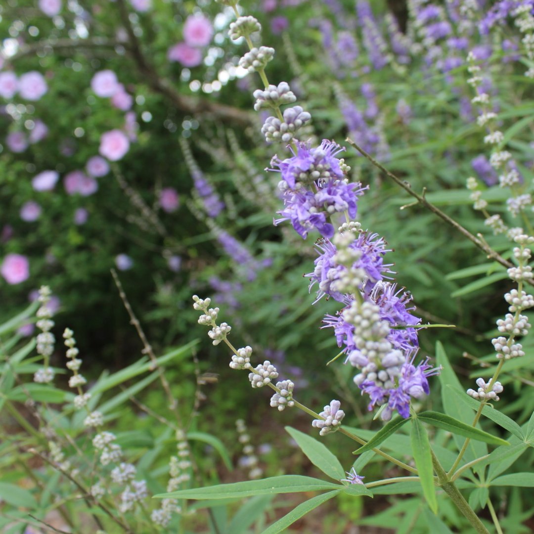 You have many choices of plants for your landscape. Increase your knowledge of native plants and their uses around your home. Find a balance when using ornamental and naturalized species, as well as avoiding pesky invasive plants.
bit.ly/3s9smif
#hsvgarden #garden