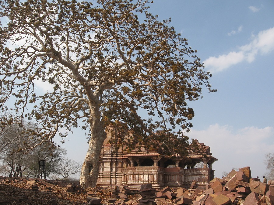 Hiddenheritage's tweet photo. #TreesofLife: Trees and temples go well together, like this combination from Menal, #Bhilwara, #Rajasthan. https://t.co/Njy80m1L9i