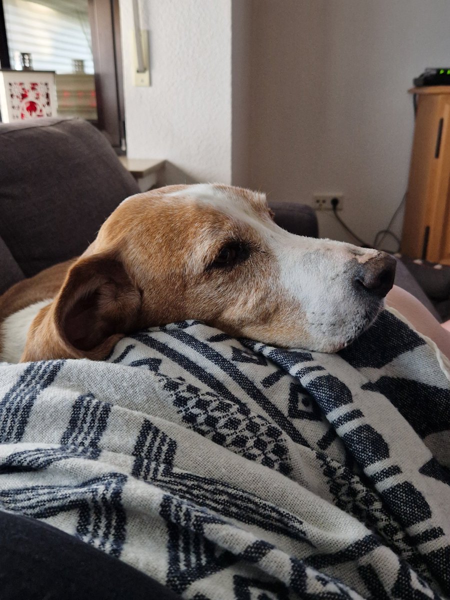 vanessalue's tweet photo. R.I.P. Spike du Superhund. 16 1/2 Jahre durftest du werden, obwohl deine ersten 7 Jahre keine leichten für dich auf Kreta waren. Die letzten 9 Jahre hattest du dafür 3-fach so viel Liebe und hast uns mindestens 10-fach Liebe zurück gegeben. Wir werden dich sehr vermissen. 1/2 https://t.co/8Xwu2cgpaO