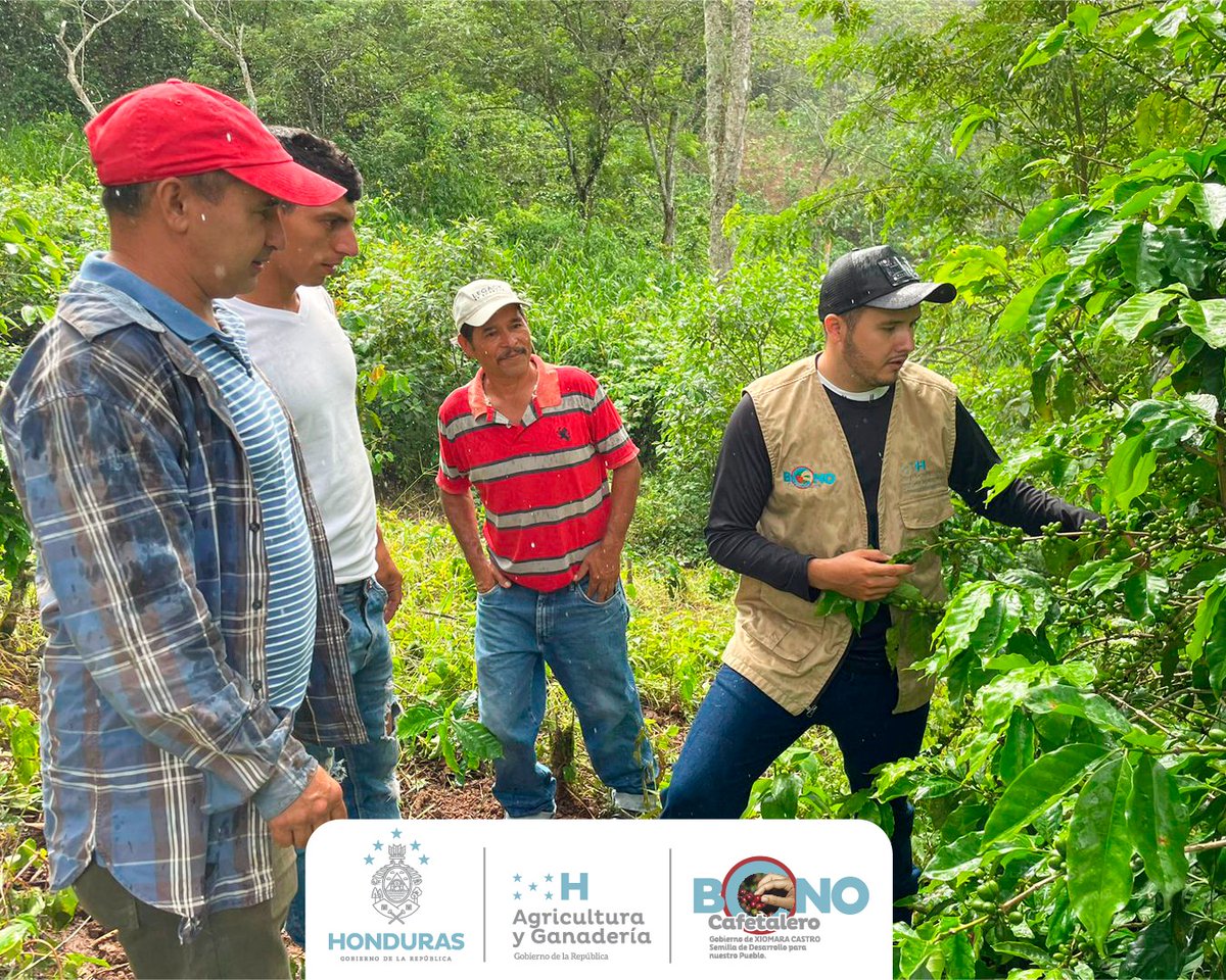 Construyendo extensión agrícola: A través de la asistencia técnica a los caficultores de Las Crucitas, Santa Bárbara, estamos fortaleciendo la calidad y productividad de la caficultura en #Honduras.

 La Refundación Avanza. ☕️🌱

 #UnidosPorElAgro #VolvimosAlCampo #XiomaraCumple