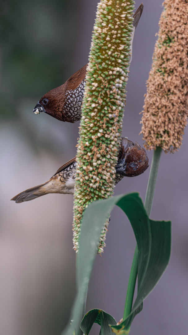 we were 2 #uae #dubai #bird #birds #munia #birdphotography #natgeoyourshot #birdwatching #birding #bestbirdshots #birdlovers #feather #birdphoto #scalybreastedmunia #fujifilm #fujifilmxt5 #instabird #instabirds #birdsofinstagram #fringeradapter #sigma150600mm