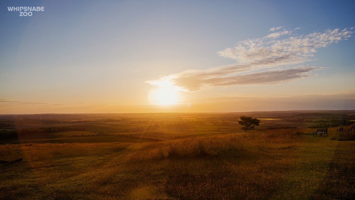 ZSLWhipsnadeZoo's tweet photo. This Saturday, 19 August, is your LAST CHANCE to explore the Zoo as the sun sets with #SummerSaturdays! Book today to see Whipsnade in a whole new light: https://t.co/zmQ9CtOPjS Every ticket supports @OfficialZSL's vital science and conservation work around the world. https://t.co/O6XB3V9k0y